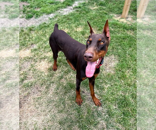Medium Photo #1 Doberman Pinscher Puppy For Sale in Buffalo, MN, USA