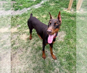 Doberman Pinscher Dogs for adoption in Buffalo, MN, USA