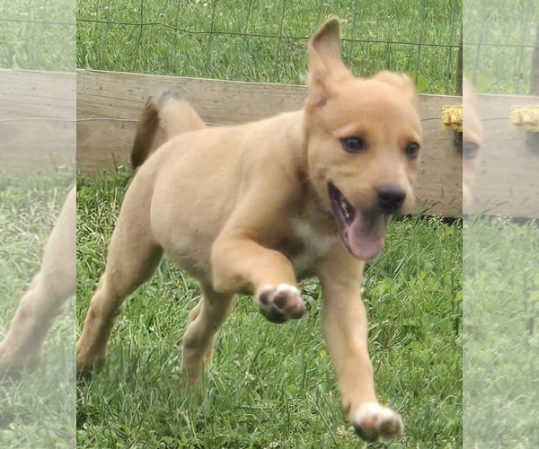 Medium Photo #5 Mutt Puppy For Sale in Unionville, PA, USA