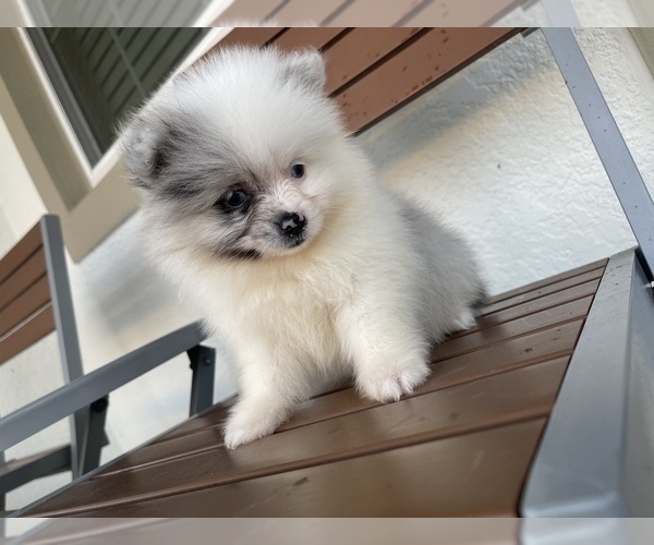 Medium Photo #13 Pomeranian Puppy For Sale in ORLANDO, FL, USA