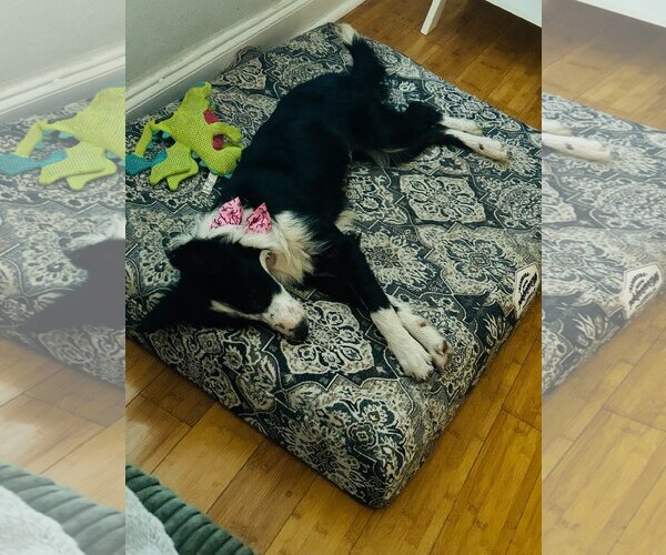 Medium Photo #3 Border Collie-Unknown Mix Puppy For Sale in Winter Park, CO, USA