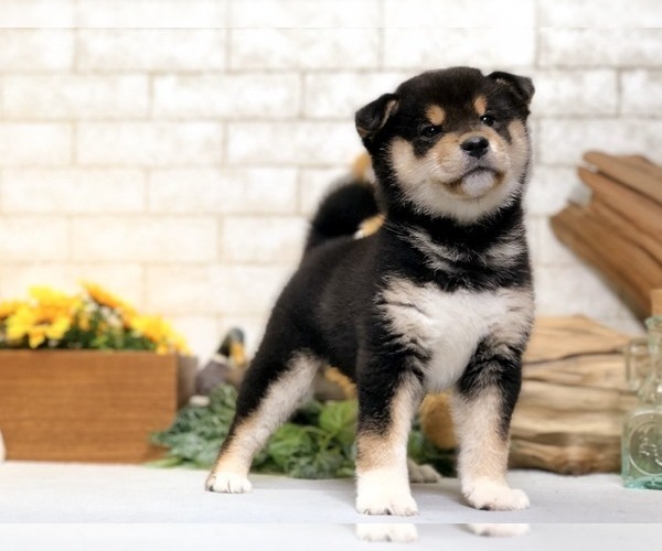 Medium Photo #8 Shiba Inu Puppy For Sale in WASHINGTON, DC, USA