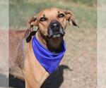 Small Labrador Retriever Mix