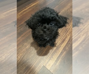 ShihPoo Puppy for sale in BOISE, ID, USA