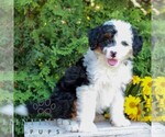 Small #2 Bernedoodle (Miniature)