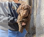 Puppy Silver Labradoodle
