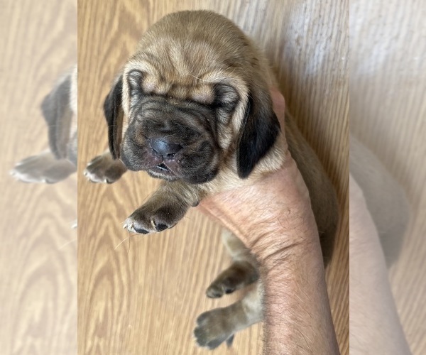 Medium Photo #3 Bloodhound Puppy For Sale in FORT MORGAN, CO, USA