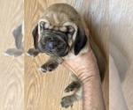 Small #2 Bloodhound