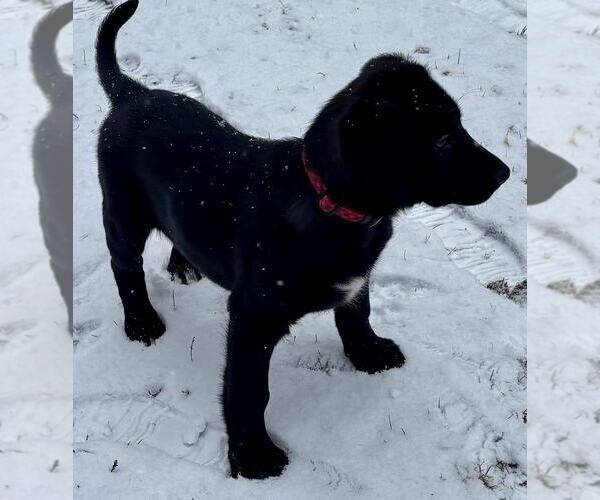 Medium Photo #3 Labrador Retriever-Unknown Mix Puppy For Sale in Mechanicsburg, PA, USA