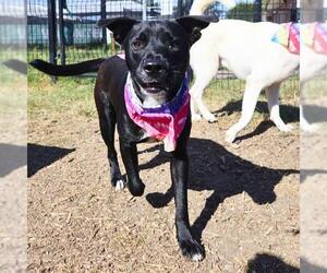 Labrador Retriever-Unknown Mix Dogs for adoption in San Antonio, TX, USA