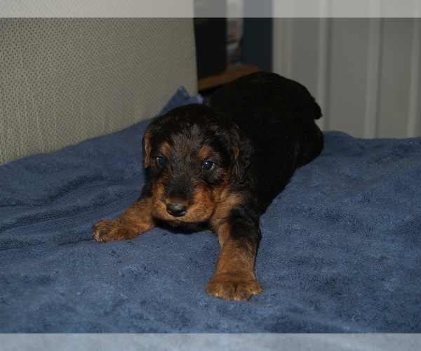 Medium Photo #3 Airedale Terrier Puppy For Sale in CHARLESTOWN, IN, USA