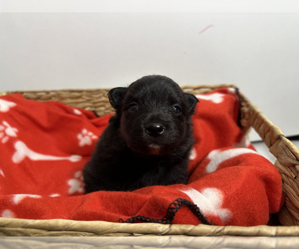 Medium Photo #4 Pomeranian Puppy For Sale in CARL JUNCTION, MO, USA