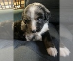 Small #9 F2 Aussiedoodle