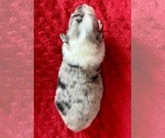 Small #7 Australian Shepherd