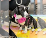 Small #1 Mutt