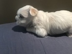 Small Photo #4 Coton de Tulear Puppy For Sale in KAYSVILLE, UT, USA