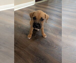 Boxador Dogs for adoption in The Woodlands, TX, USA