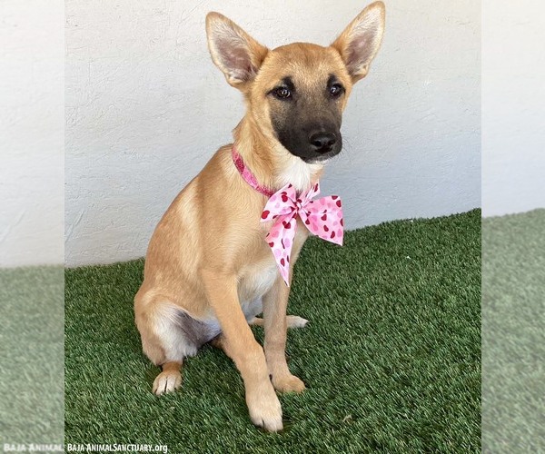 Medium Photo #2 German Shepherd Dog-Unknown Mix Puppy For Sale in San Diego, CA, USA