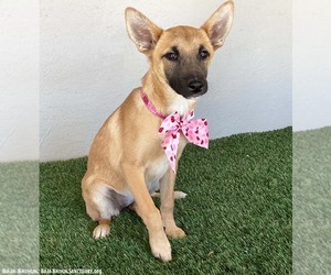 Macy - Female German Shepherd Dog-Unknown Mix Dog for Adoption - Photo #2