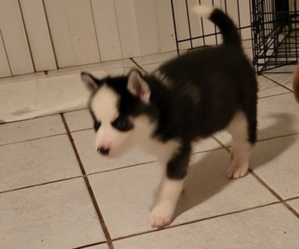 Medium Photo #6 Siberian Husky Puppy For Sale in WINTER HAVEN, FL, USA
