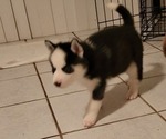 Small Photo #6 Siberian Husky Puppy For Sale in WINTER HAVEN, FL, USA