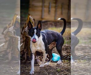 Border Collie-Boston Terrier Mix Dogs for adoption in garner, NC, USA