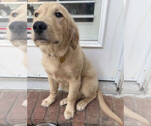 Golden Retriever Dogs for adoption in McKinney, TX, USA