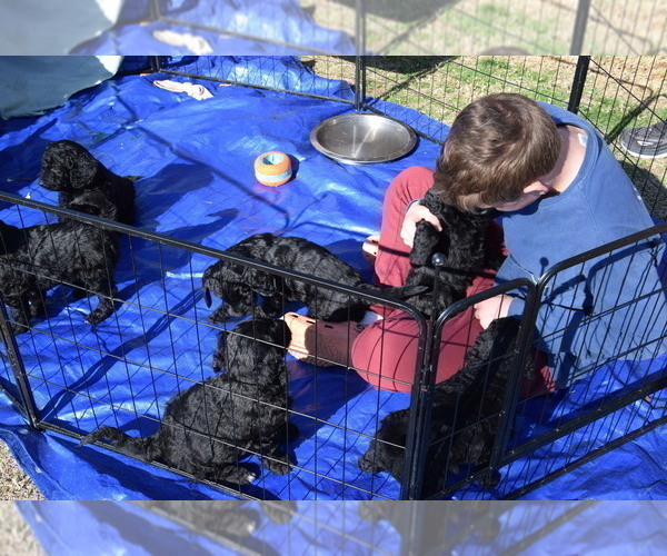 Medium Photo #10 Goldendoodle Puppy For Sale in SPIRO, OK, USA
