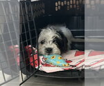 Small #8 Shih Tzu Mix