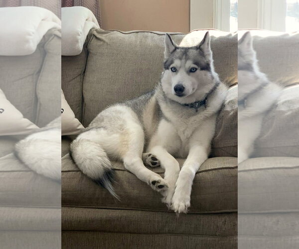 Medium Photo #4 Siberian Husky-Unknown Mix Puppy For Sale in Wakefield, RI, USA