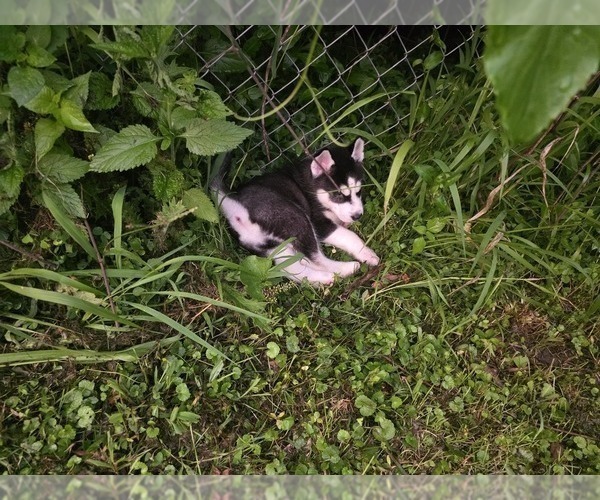 Medium Photo #2 Siberian Husky Puppy For Sale in ALTON, IL, USA