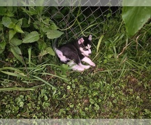 Medium Siberian Husky