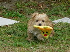 Small Photo #9 Morkie Puppy For Sale in ORLANDO, FL, USA