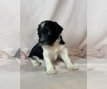 Oreo - Female Bernedoodle (Miniature) Puppy for Sale - Photo #8