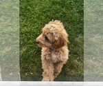 Small #3 Cavapoo (Miniature)