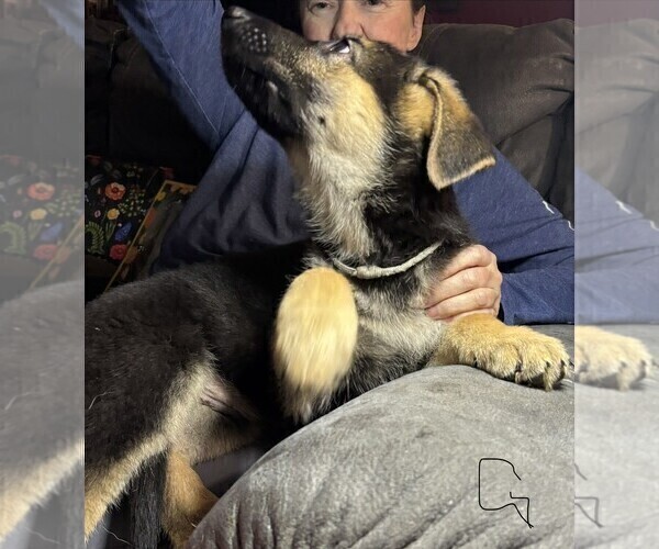 Medium Photo #6 German Shepherd Dog Puppy For Sale in SACRAMENTO, CA, USA