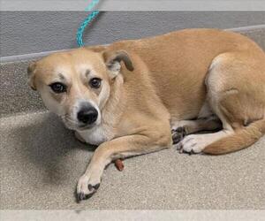 Mutt Dogs for adoption in Las Vegas, NV, USA