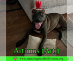 Small #3 American Staffordshire Terrier-Labrador Retriever Mix
