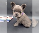 Small Photo #3 French Bulldog Puppy For Sale in TOPEKA, IN, USA