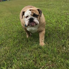 Mother of the English Bulldogge puppies born on 08/18/2017