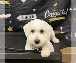Small #2 Poochon