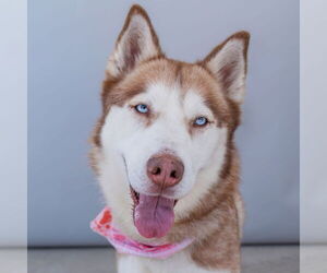 Siberian Husky Dogs for adoption in Pasadena, CA, USA