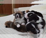 Small Photo #20 Pembroke Welsh Corgi Puppy For Sale in SOULSBYVILLE, CA, USA