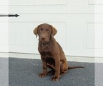 Small Photo #1 Labrador Retriever Puppy For Sale in LEOLA, PA, USA