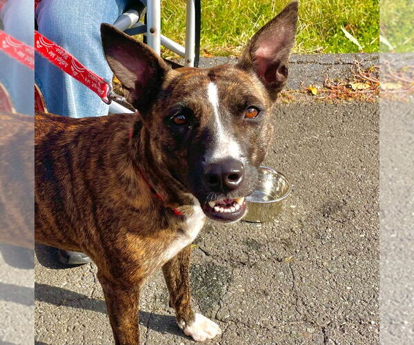 Medium Photo #6 Mutt Puppy For Sale in Canton, CT, USA