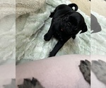 Small Photo #72 Frenchie Pug Puppy For Sale in BLOOMINGTON, IL, USA
