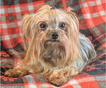 Small #1 Mutt
