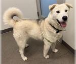 Small #1 Siberian Husky Mix