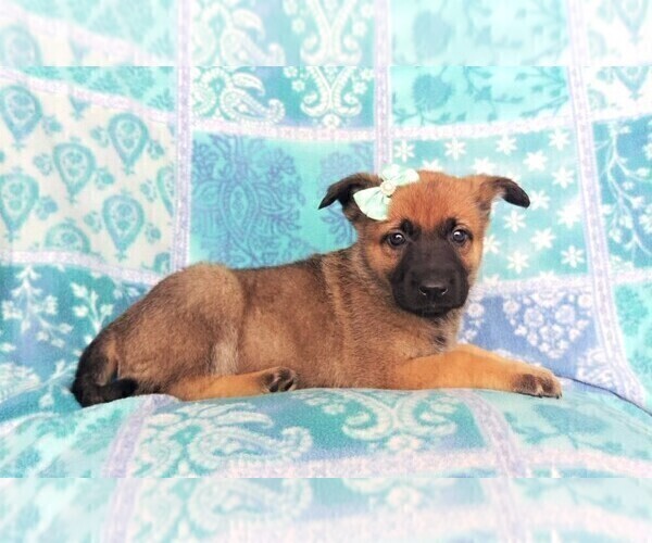 Medium Photo #5 Malinois Puppy For Sale in LANCASTER, PA, USA