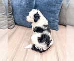 Small Photo #30 Sheepadoodle Puppy For Sale in MILLERSBURG, OH, USA